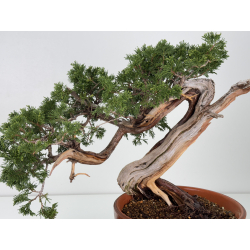 Juniperus sabina A01632 view 2