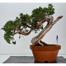 Juniperus sabina A01632