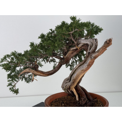 Juniperus sabina A01632 view 3