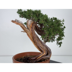 Juniperus sabina A01632 view 4