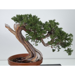 Juniperus sabina A01632 view 5