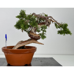 Juniperus sabina A00866