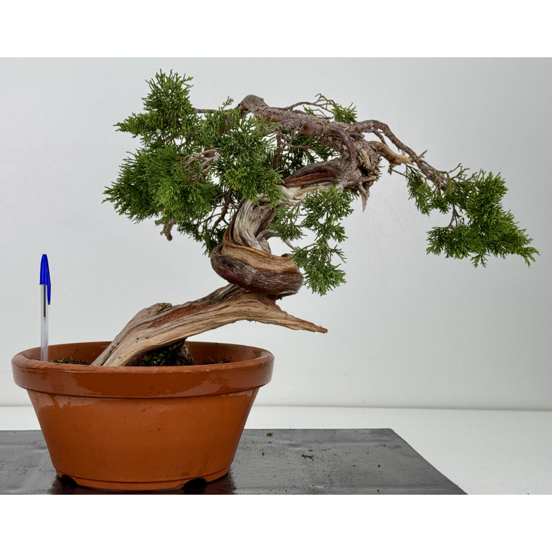 Juniperus sabina -sabina rastrera- A00866