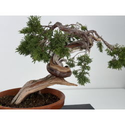 Juniperus sabina A00866 view 2