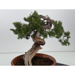 Juniperus sabina A00866 view 4