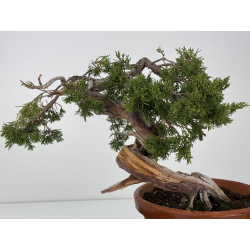 Juniperus sabina A00866 view 5