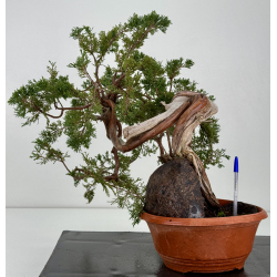 Juniperus sabina A01666