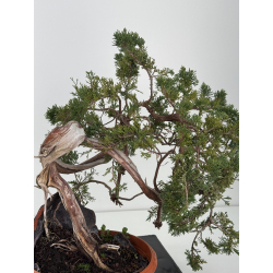 Juniperus sabina A01666 view 3