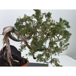 Juniperus sabina A01666 view 4