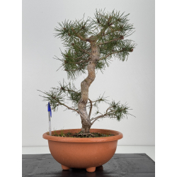 Pinus sylvestris I-7560