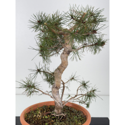 Pinus sylvestris I-7560 view 2