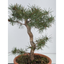 Pinus sylvestris I-7560 view 3