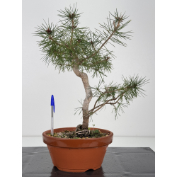 Pinus sylvestris I-7561