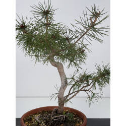 Pinus sylvestris -pino s- europeo- I-7561 vista 2