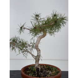 Pinus sylvestris -pino s- europeo- I-7561 vista 3