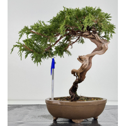 Juniperus sabina A01323