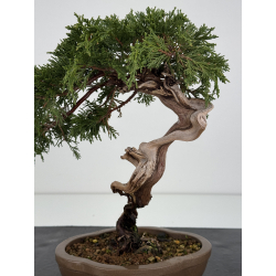 Juniperus sabina A01323 view 2