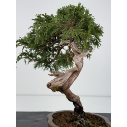 Juniperus sabina A01323 view 3