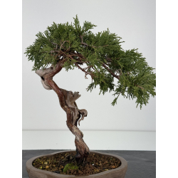 Juniperus sabina A01323 view 4