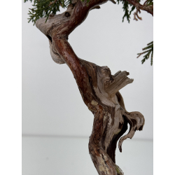 Juniperus sabina A01323 view 5