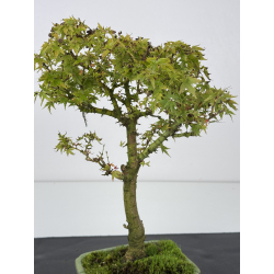 Acer palmatum kotohime I-7567 vista 2