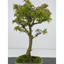 Acer palmatum kotohime I-7567 vista 3