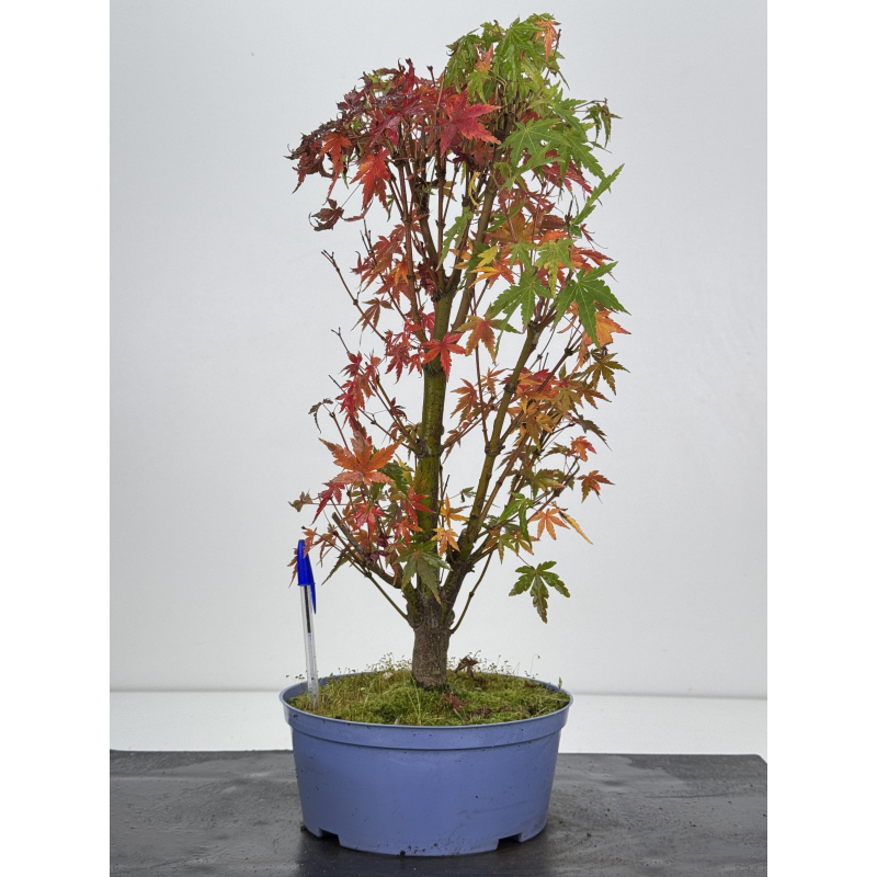 Acer palmatum yamamomiji I-7570