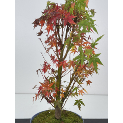 Acer palmatum yamamomiji I-7570 vista 2