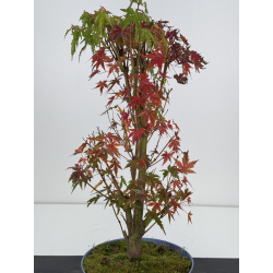 Acer palmatum yamamomiji I-7570 vista 3