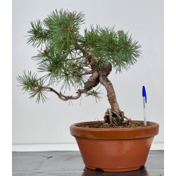 Pinus sylvestris I-7571