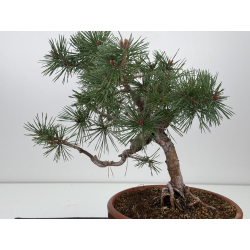 Pinus sylvestris I-7571 view 2