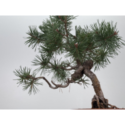 Pinus sylvestris I-7571 view 3