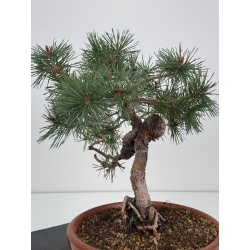 Pinus sylvestris I-7571 view 4