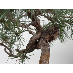 Pinus sylvestris -pino s- europeo- I-7571 vista 5