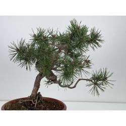 Pinus sylvestris I-7571 view 6