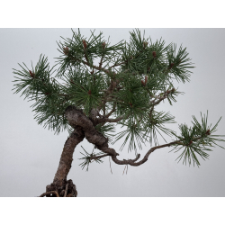 Pinus sylvestris I-7571 view 7