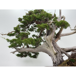 Juniperus chinensis itoigawa I-7569 vista 3