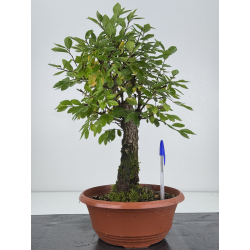 Zelkova nire I-7582