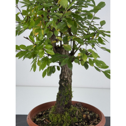 Zelkova nire I-7582 view 2