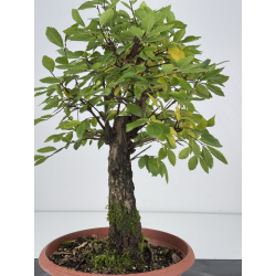 Zelkova nire I-7582 view 3