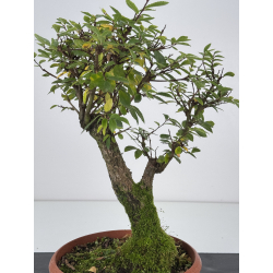 Zelkova nire I-7583 vista 2