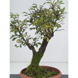 Zelkova nire I-7583 vista 3