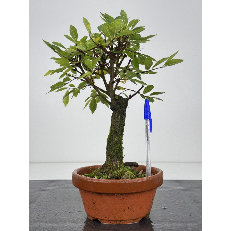 Zelkova nire I-7585