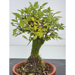 Zelkova nire I-7586 vista 2