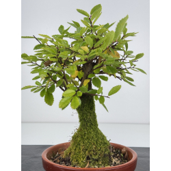 Zelkova nire I-7586 vista 3