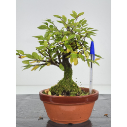 Zelkova nire I-7586B