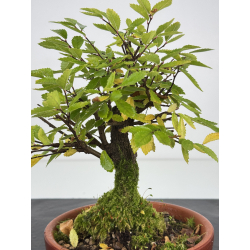 Zelkova nire I-7586B vista 2