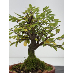 Zelkova nire I-7586B vista 3