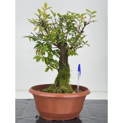 Zelkova nire I-7590