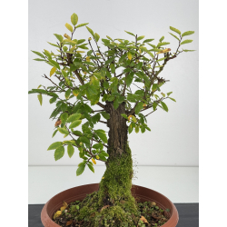 Zelkova nire I-7590 vista 2